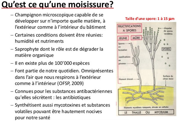 Description microscopique de moisissure